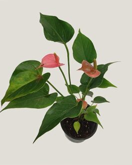 Miniature anthurium (Red and Pink)