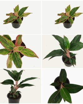 Aglaonema combo (sapphire,pinklipstick) (2 plants)