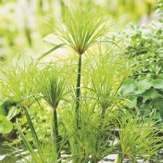 Cyperus mini Papyrus/umbrella papyrus/umbrella palm/Cyperus ...