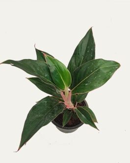 Aglaonema combo (sapphire,pinklipstick) (2 plants)