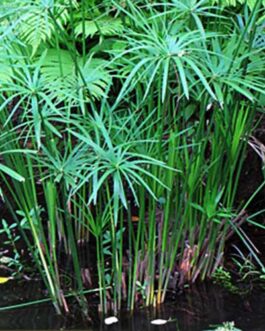 Cyperus mini Papyrus/umbrella papyrus/umbrella palm/Cyperus alternifolius (Single plant clump)