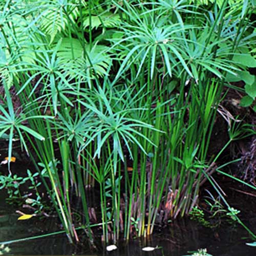 Cyperus mini Papyrus/umbrella papyrus/umbrella palm/Cyperus ...