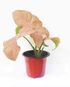Syngonium Pink/ Syngonium podophyllum Neon Robusta (pot)