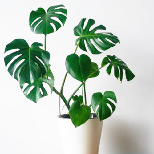 Monstera deliciosa/ Swiss cheese plant (single plant) Buy 6000