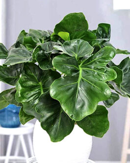 Philodendron Atom (Single plant)