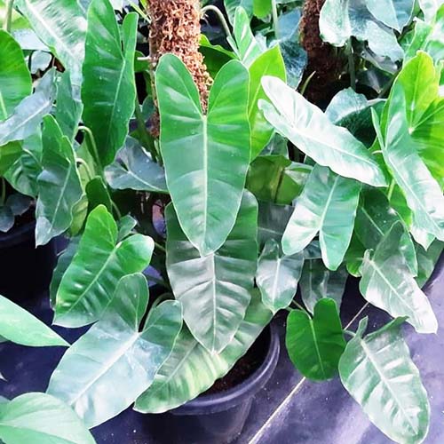 Philodendron Kerala Hybrid (Single plant) Buy 6000+ Plants, Seeds