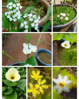 Flowering pond plant combo ( 7 plants)