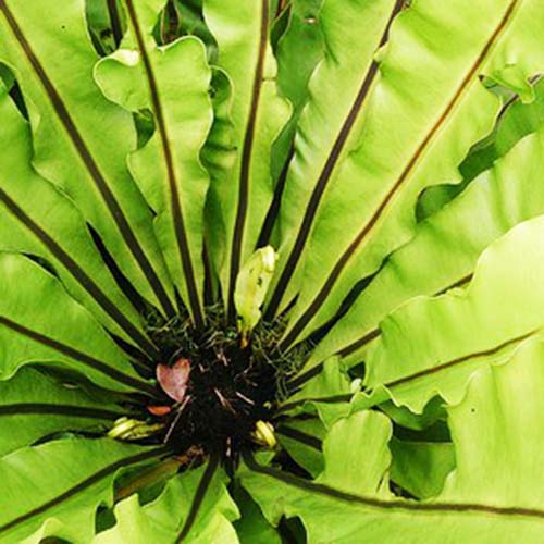 Birds nest fern Buy 6000+ Plants, Seeds, Pots online at Himadri