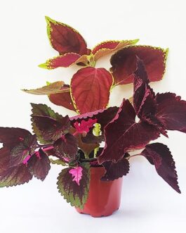 Coleus plant -5 different colors