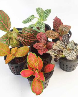 Combo Fittonia /Nerve Plant (5 different varieties)