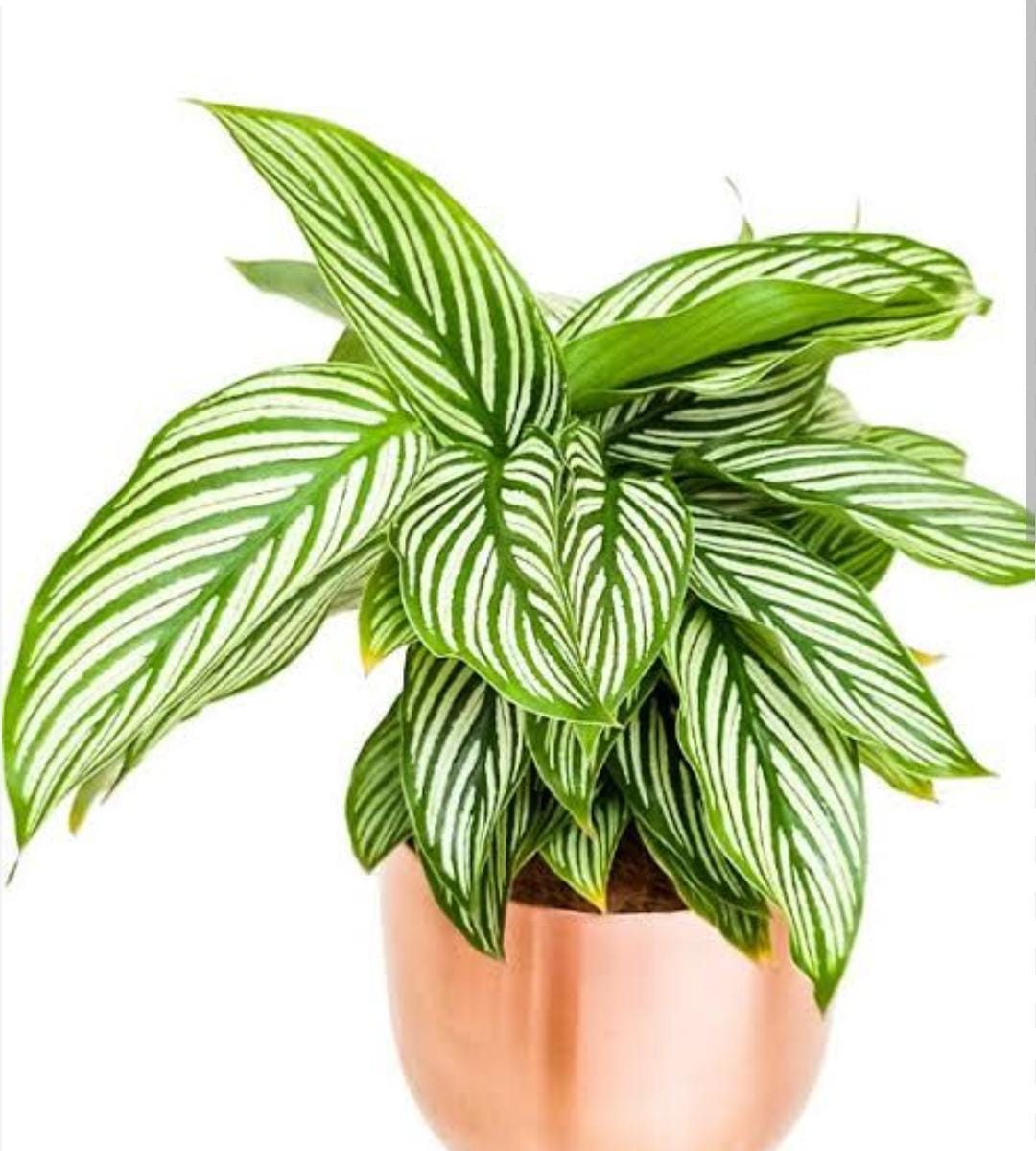 Calathea white pin stripe (single plant) Buy 6000+ Plants, Seeds