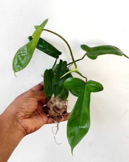 Philodendron Florida beauty (single plant)