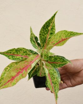Aglaonema Night Sparkle (small single plant pot)