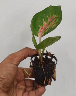 Aglaonema Pink Katrina (small single plant pot)