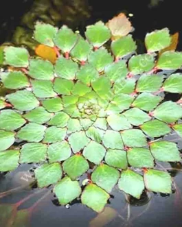 Ludwigia Sedioides/ Mosaic Flower (1 stem)