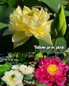 Yellow pror pink, Thai hu love deeps, Chandrabhaga lotus tuber(3) combo