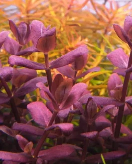 Bacopa Salzmannii Purple- Singapore Version (large pot)