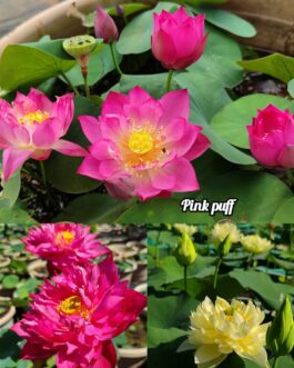 Pink puf, si thug sui, yellow prior pink lotus tuber combo( 3 lotus)