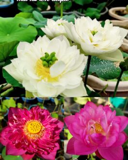 Thai hu love deeps, Chandrabhaga, Pink Masky lotus tuber combo(3 lotus)