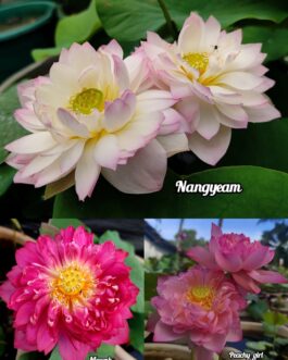 Nangyeam, Meesok, Peachy girl lotus tuber combo(3 lotus)