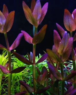 Bacopa Salzmannii Purple – Singapore Version (3 stems)