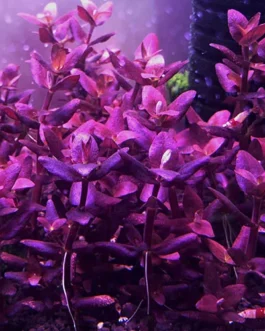 Bacopa Salzmannii Purple – Singapore Version (3 stems)
