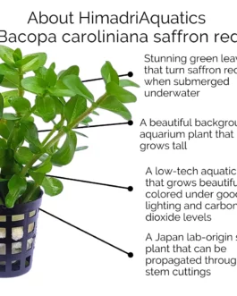 Bacopa caroliniana saffron red (pot)